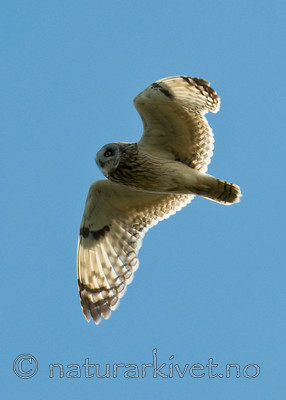 BB 11 0302 / Asio flammeus / Jordugle